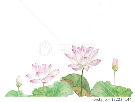 水彩で描いた白背景に蓮の花のイラスト素材 透過背景 コピースペース 122224144