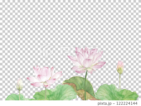 水彩で描いた白背景に蓮の花のイラスト素材 透過背景 コピースペース 122224144