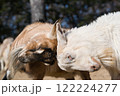 ケンカをするヤギ 122224277
