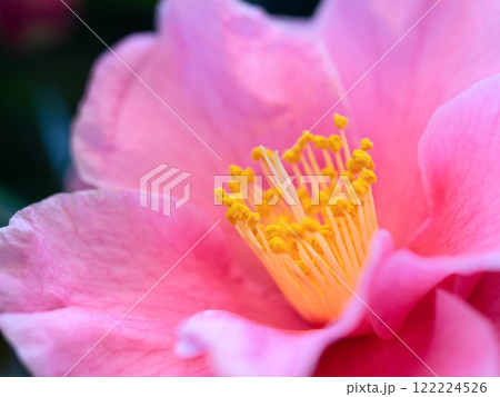 ピンクのサザンカ 122224526