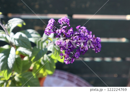 香水の花ヘリオトロープ 122224769