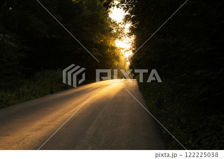 Golden sunlight filters through trees along a winding road at dusk creating a serene atmosphere 122225038