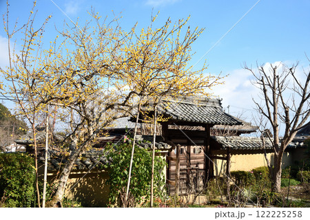 当麻寺西南院と蝋梅　【奈良県葛城市】 122225258