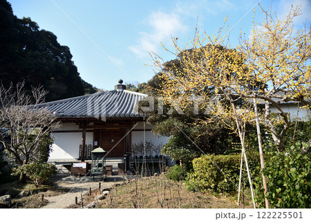 当麻寺西南院(本堂と蝋梅)　【奈良県葛城市】 122225501