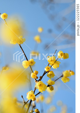 蝋梅(ろうばい) 122225565