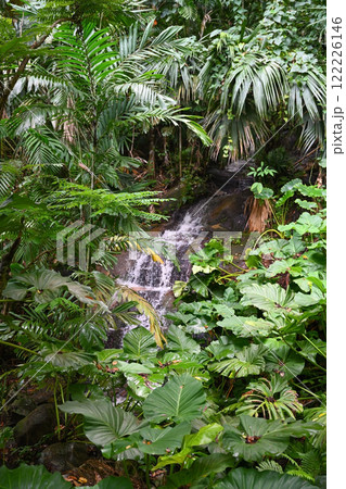 A mountain stream in the Seychelles rainforest A mountain stream in the Seychelles rainforest 122226146