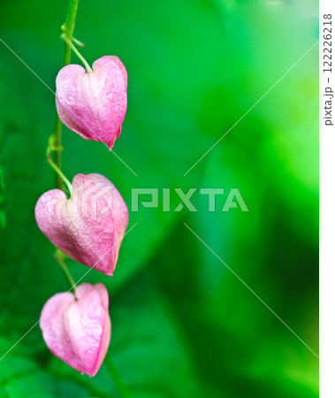 Pink flower on a black background. (Coral Vine, Mexican Creeper, Chain of Love) Pink flower on a black background. (Coral Vine, Mexican Creeper, Chain of Love) 122226218