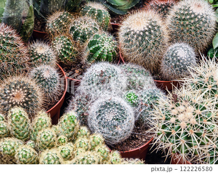 Cacti collection showcasing various species in terracotta pots at a horticultural center during daylight 122226580