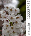 春の光を浴びる桜の花 122227087