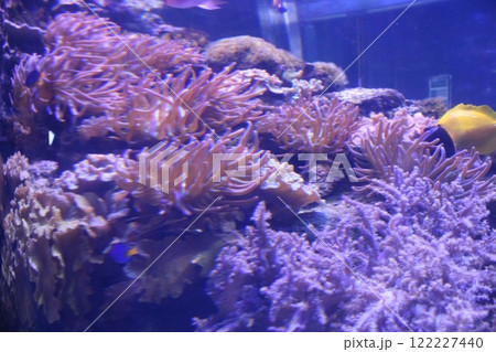 pink anemone close-up side view in aquarium 122227440