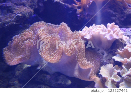 Stichodactyla gigantea macro photography. Algae in the aquarium 122227441
