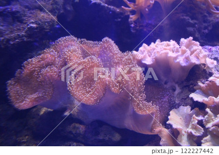 Stichodactyla gigantea with other algae. Compatibility of living organisms in the aquarium 122227442
