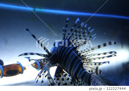 Pterois volitans species of the back. Life in an aquarium 122227444