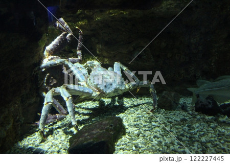 Paralithodes camtschaticus of the Lithodidae family at the bottom of the aquarium 122227445
