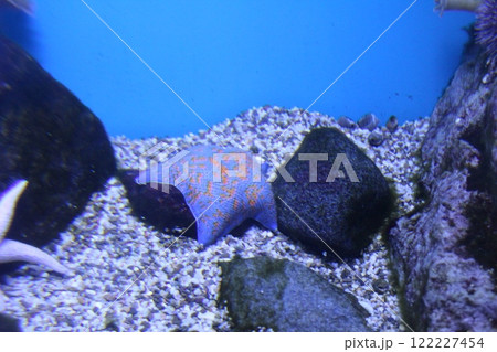 Patiria pectinifera Valvatida blue on the background of stones in the water, side view Patiria pectinifera Valvatida blue on the background of stones in the water, side view 122227454