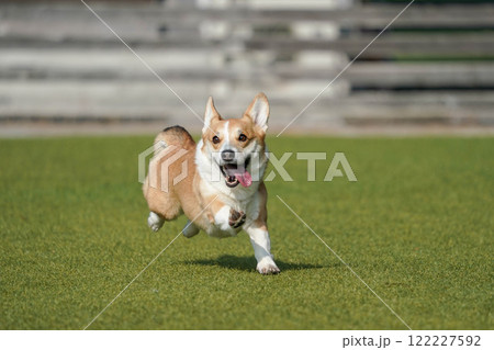 ドッグランで遊びまわるコーギー 122227592