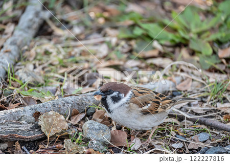 枯れ葉をくわえるスズメ 枯れ葉をくわえるスズメ 122227816