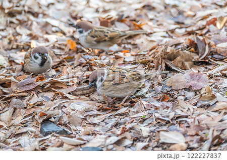 落ち葉の上で食べ物を探すスズメ 122227837