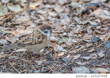 枯れ葉をくわえるスズメ 122227838