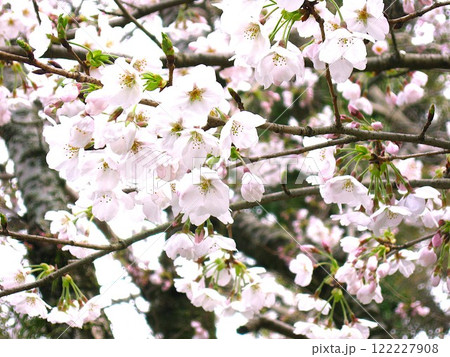 満開の桜 日本の春 満開の桜 日本の春 122227908