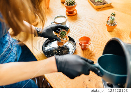 Close up of woman wearing black gloves replanting succulent, removing cactus from the pot. Home planting on the kitchen. Free time for little house gardening concept Close up of woman wearing black gloves replanting succulent, removing cactus from the pot. Home planting on the kitchen. Free time for little house gardening concept 122228198