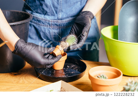 Close up of unrecognizable woman transplanting home plant cactus into new bigger pot at wooden table, closeup. Free time for little house gardening Close up of unrecognizable woman transplanting home plant cactus into new bigger pot at wooden table, closeup. Free time for little house gardening 122228232