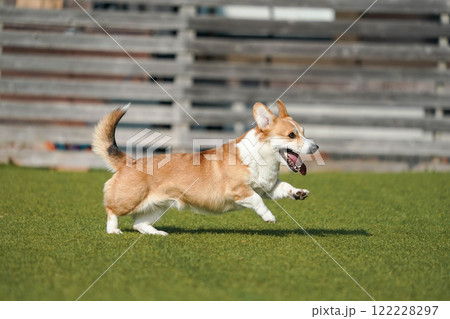 ドッグランで遊ぶコーギー 122228297