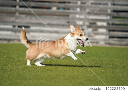 ドッグランで遊ぶコーギー 122228300