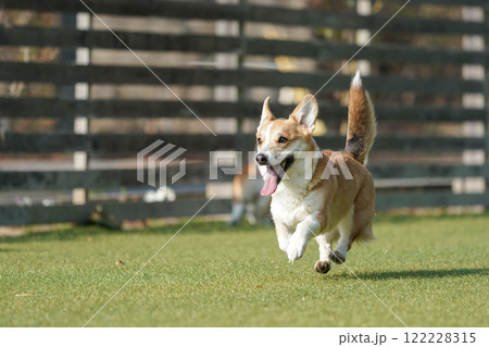 ドッグランで遊ぶコーギー 122228315