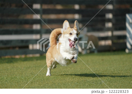 ドッグランで遊ぶコーギー 122228323