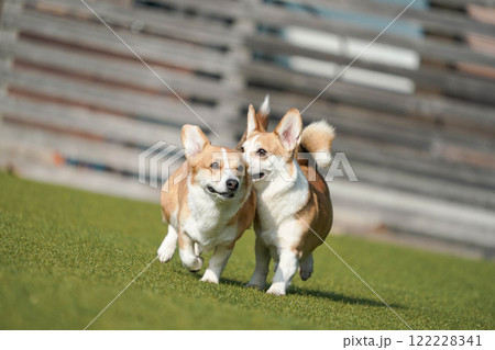 ドッグランで遊ぶコーギー 122228341