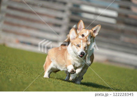 ドッグランで遊ぶコーギー ドッグランで遊ぶコーギー 122228345