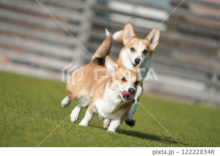 ドッグランで遊ぶコーギー ドッグランで遊ぶコーギー 122228346