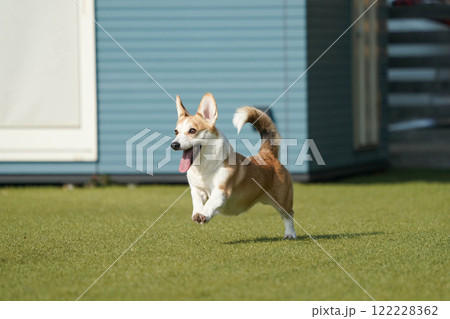 ドッグランで遊ぶコーギー 122228362