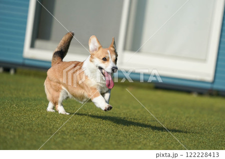 ドッグランで遊ぶコーギー ドッグランで遊ぶコーギー 122228413