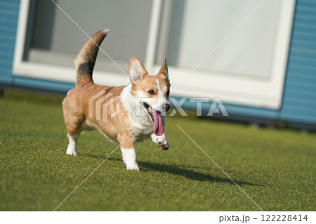 ドッグランで遊ぶコーギー 122228414