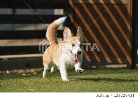 ドッグランで遊ぶコーギー 122228431