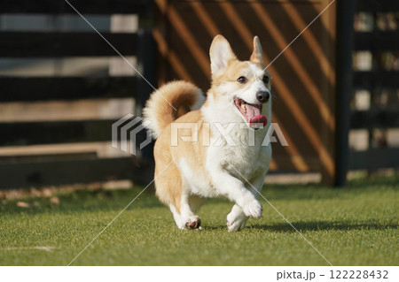 ドッグランで遊ぶコーギー 122228432