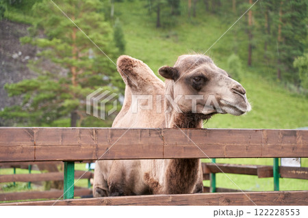 Bactrian camel in wooden enclosure with lush green forest background Bactrian camel in wooden enclosure with lush green forest background 122228553