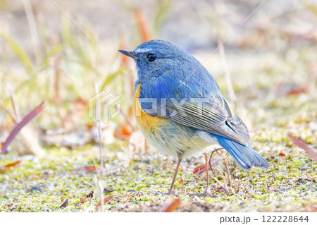 地面に降りたルリビタキの雄 122228644
