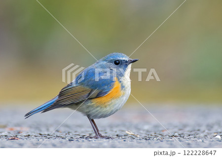 山道に降りたルリビタキの雄 山道に降りたルリビタキの雄 122228647