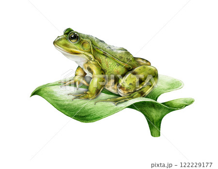 Realistic green frog on a river plant leaf side view illustration in vintage style on white background. Ideal for nature designs, wildlife themes, wildlife decor, kids projects and botanical ar Realistic green frog on a river plant leaf side view illustration in vintage style on white background. Ideal for nature designs, wildlife themes, wildlife decor, kids projects and botanical ar 122229177