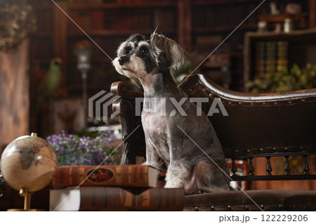 レトロな背景でおすましするミニチュアシュナウザー レトロな背景でおすましするミニチュアシュナウザー 122229206
