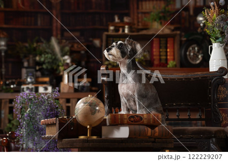 レトロな背景でおすましするミニチュアシュナウザー 122229207