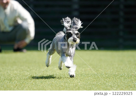 ドッグランで走り回るミニチュアシュナウザー 122229325