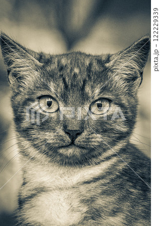 Beautiful cute cat with yellow eyes green nature background Minsk. Beautiful cute cat with yellow eyes green nature background Minsk. 122229339