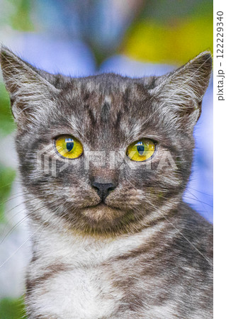 Beautiful cute cat with yellow eyes green nature background Minsk. Beautiful cute cat with yellow eyes green nature background Minsk. 122229340
