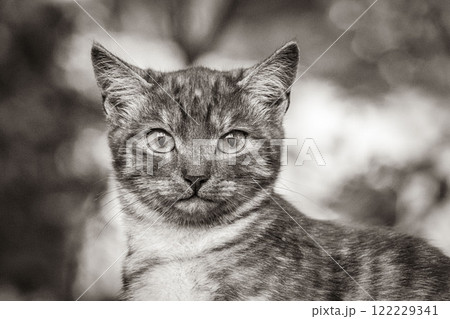 Beautiful cute cat with yellow eyes green nature background Minsk. Beautiful cute cat with yellow eyes green nature background Minsk. 122229341