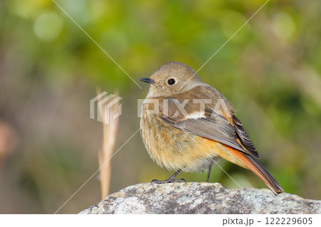 冬に膨羽するジョウビタキ雌 122229605