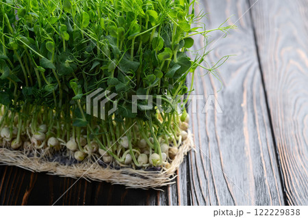 Organic microgreen pea photography . Healthy food . Top view Organic microgreen pea photography . Healthy food . Top view 122229838